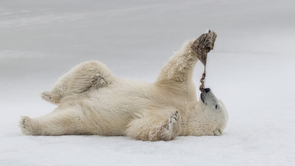 Playful Polar Bear by Alessandro Catta — canvas wall art