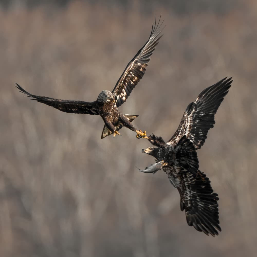 Eagles Fight Over Fish by John Fan — canvas wall art