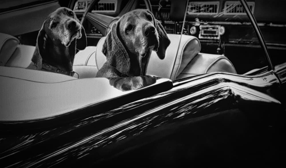 Classic Car Hounds by Roxana Labagnara — canvas wall art