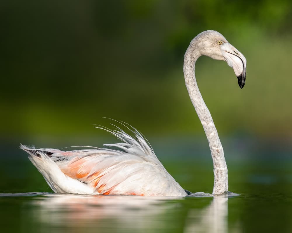 Graceful Flamingo Swim by Ahmed Elsheshtawy — canvas wall art