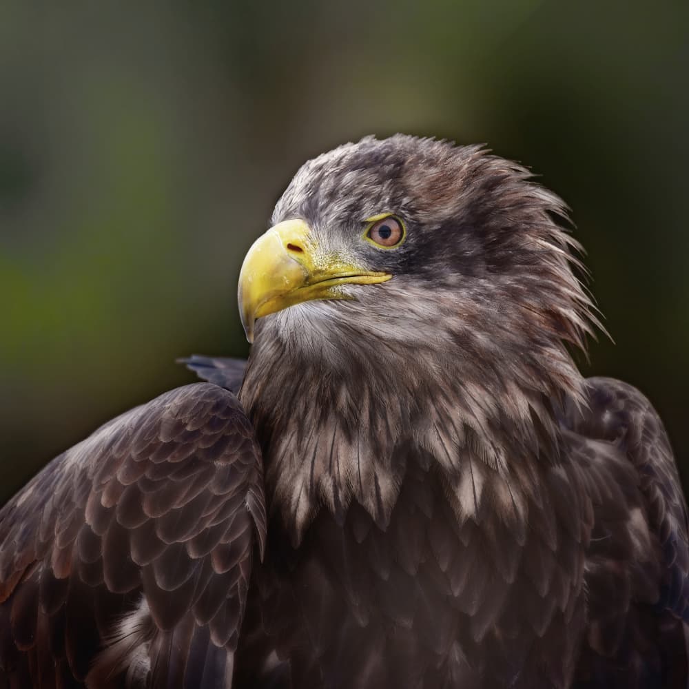 Majestic Eagle Profile by Michaela Firešová — canvas wall art