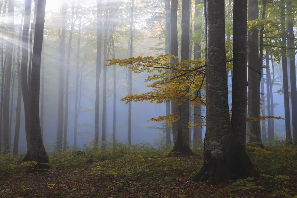 Misty Autumn Forest by Alexandru Ionut Coman — canvas wall art
