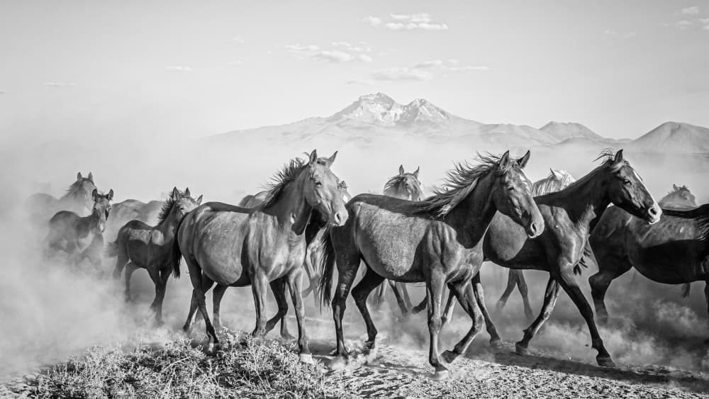 Wild Horses Running by Zühdü Bilgin — canvas wall art