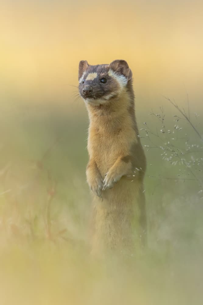 Curious Weasel Standing by Jinchao Lyu — canvas wall art