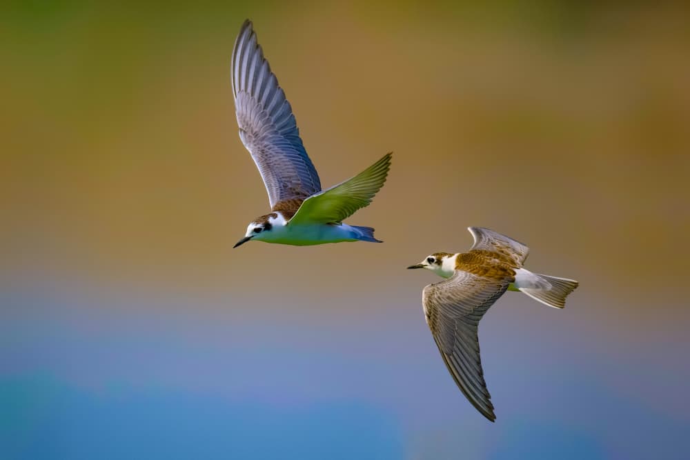 Birds in Vibrant Flight by David Manusevich — canvas wall art