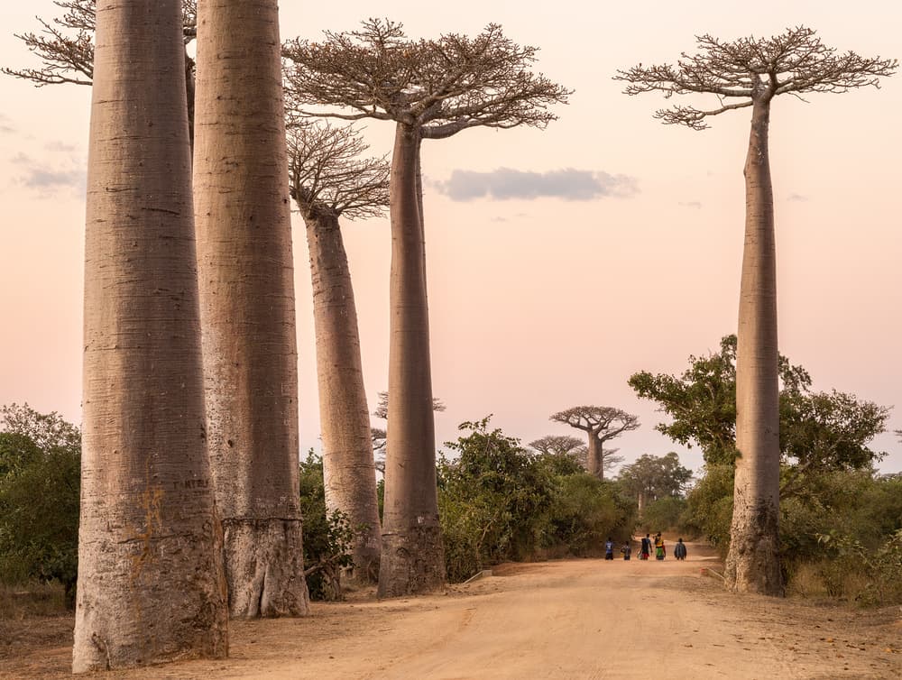 Avenue of Baobabs by Karsten Wrobel — canvas wall art