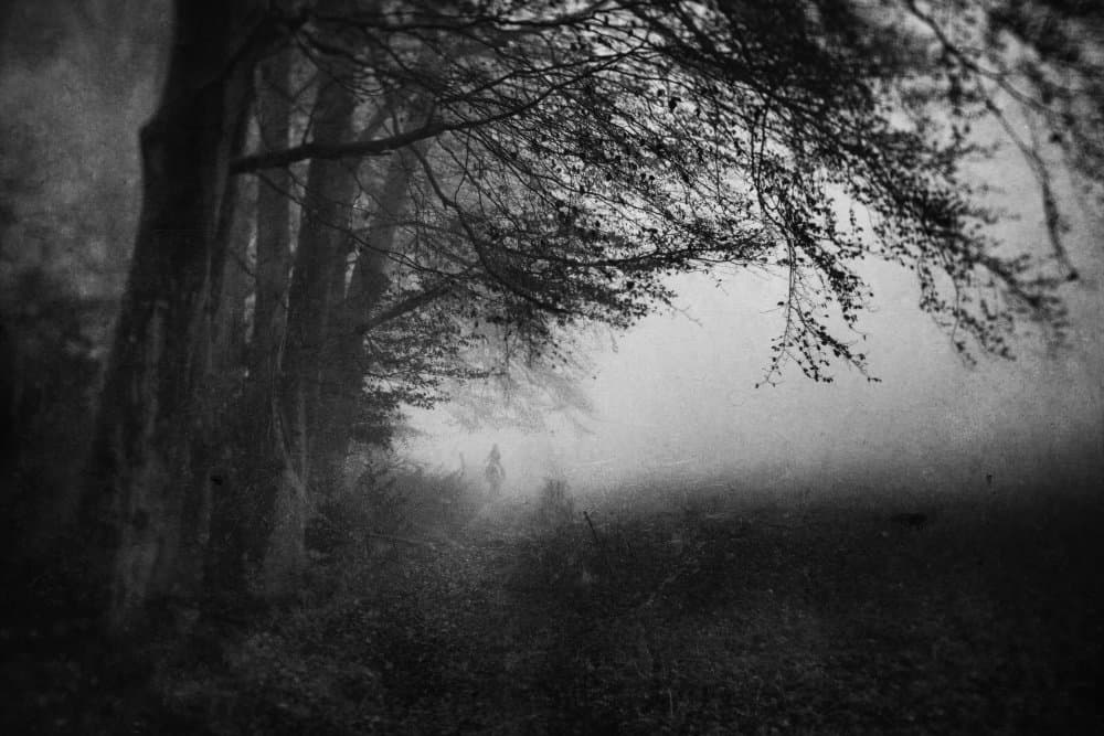 Misty Forest Path by Adam Dauria ☂ — canvas wall art