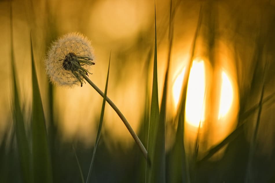 Dandelion Golden Hour by Ricky Siegers — canvas wall art