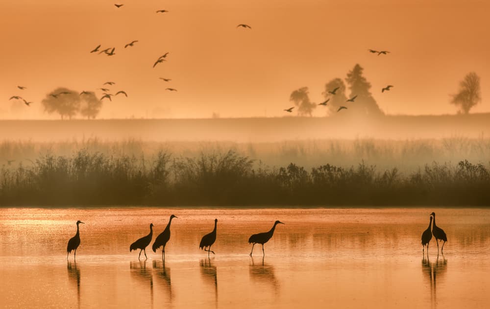 Misty Morning Cranes by ANNA AN — canvas wall art
