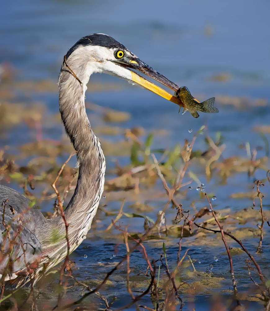 Heron Catches Fish by Zhijian Wu — canvas wall art