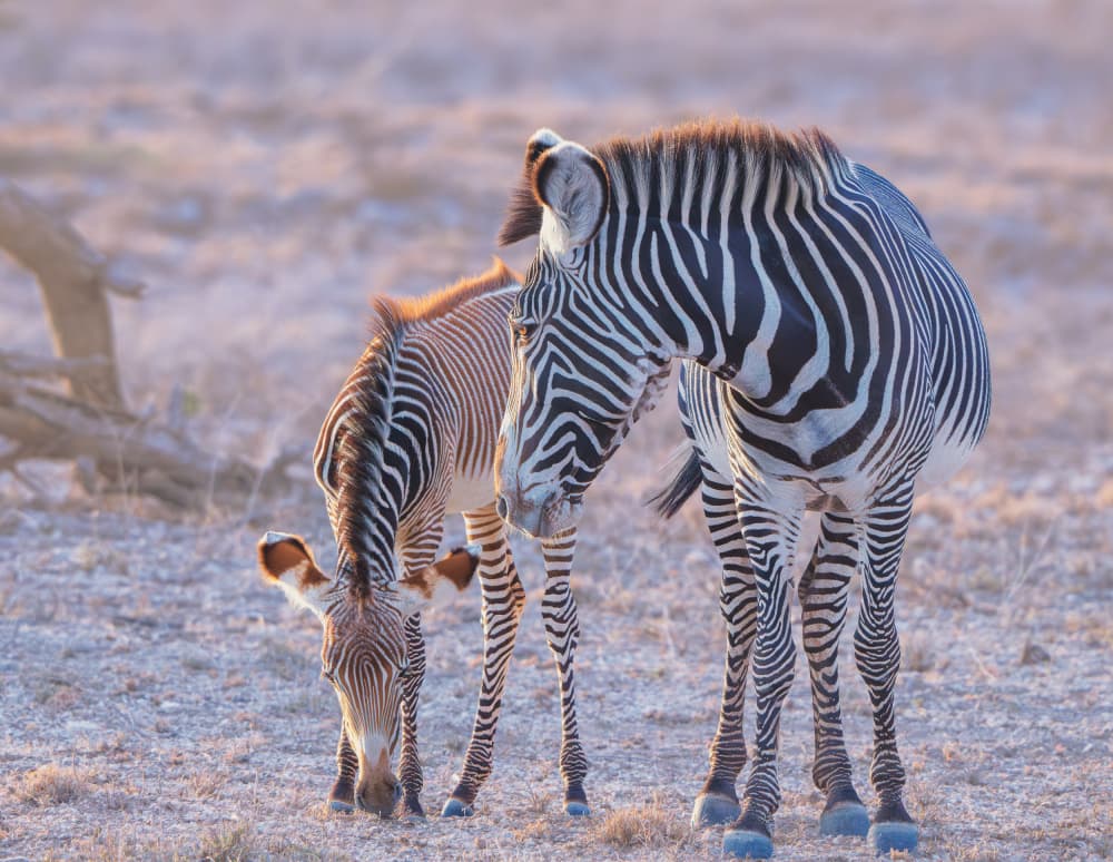 Mother and Foal Zebras by MIN LI — canvas wall art