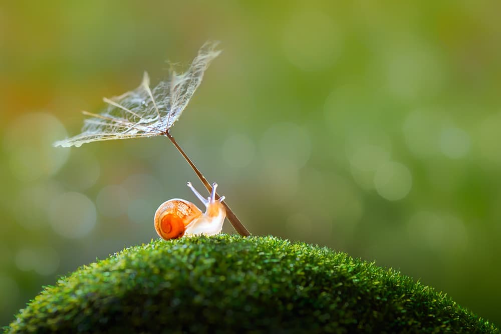 Tiny Snail Dandelion Umbrella by Sophie Pan — canvas wall art