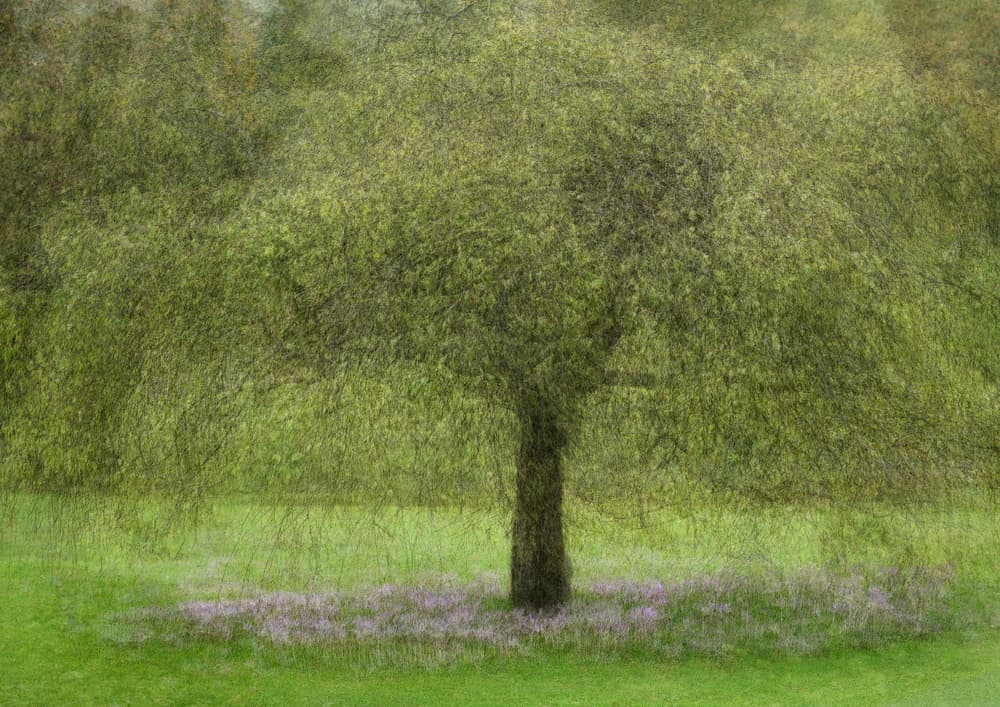 Weeping Willow Spring by Katarina Holmström — canvas wall art