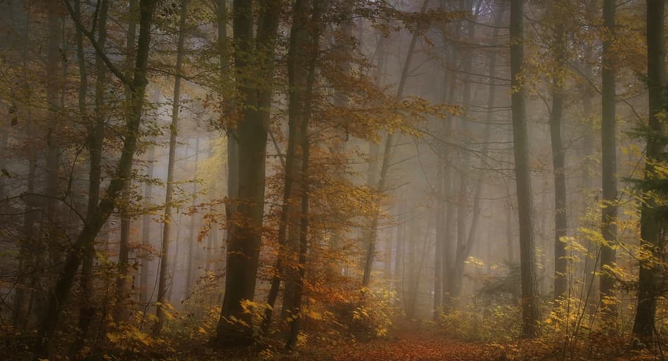Misty Autumn Forest Path by Norbert Maier — canvas wall art