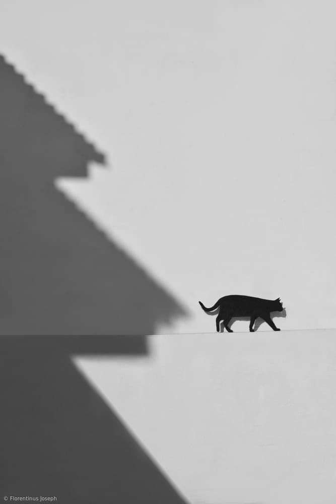 Black Cat Shadow Walk by Florentinus Joseph — canvas wall art