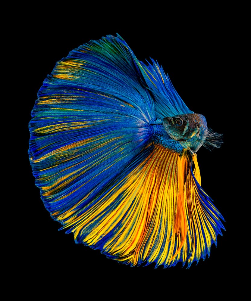Vibrant Betta Fish by Andi Halil — canvas wall art