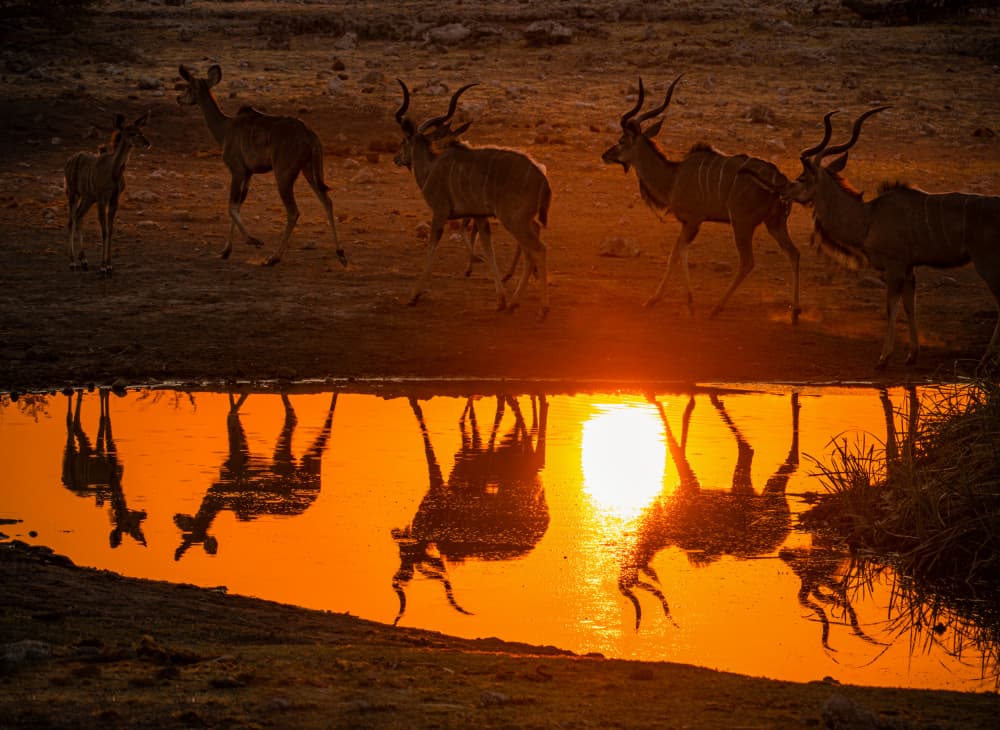Kudu Sunset Reflection by Isam Telhami — canvas wall art