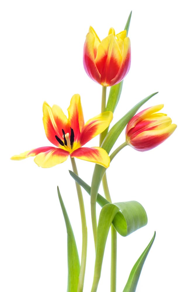 Vibrant Spring Tulips by Jacky Parker — canvas wall art