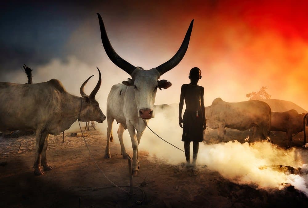 Child and Cattle Silhouette by Svetlin Yosifov — canvas wall art
