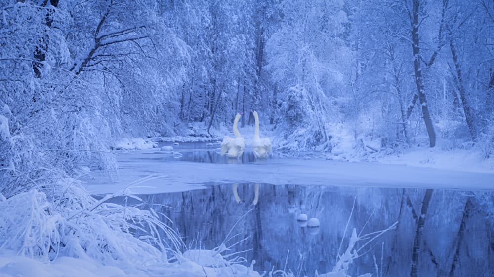 Romantic Winter Swans by ANNA AN — canvas wall art