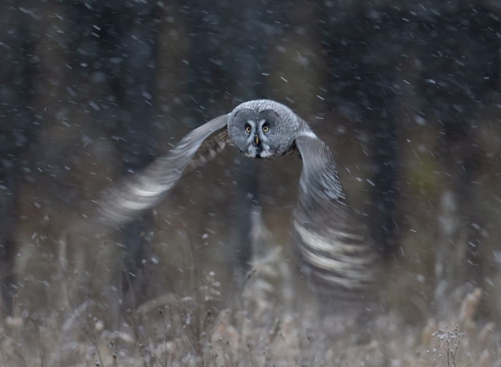 Great Grey Owl Flight by Yunqiang Li — canvas wall art