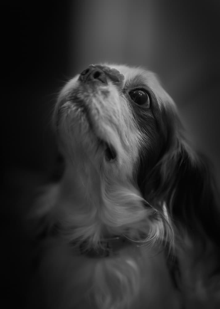 Curious Dog Portrait by Kaisyakuji Yushi — canvas wall art