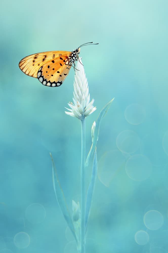 Serene Butterfly Flower by Edy Pamungkas — canvas wall art