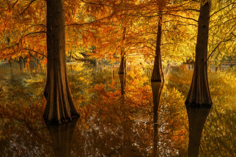 Vibrant Autumn Reflections by UU — canvas wall art