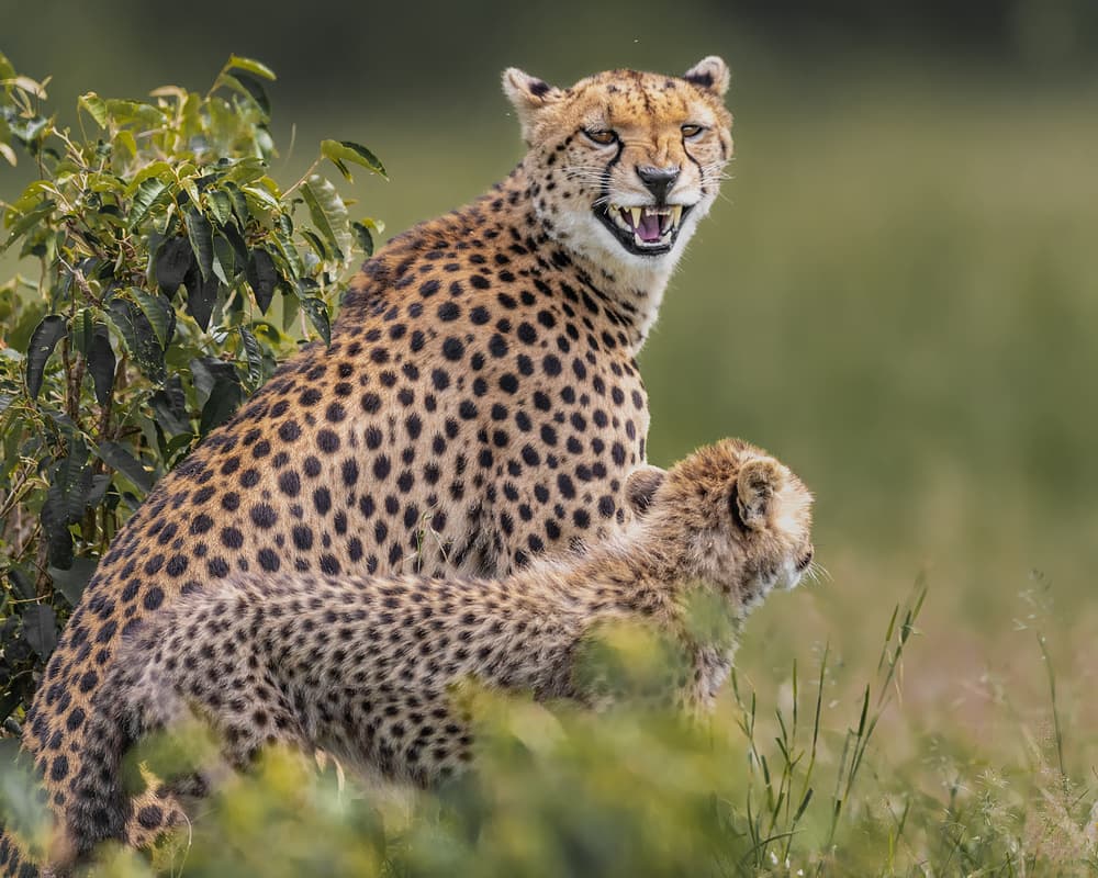 Cheetah Mother's Watch by Ahmed Sobhi — canvas wall art