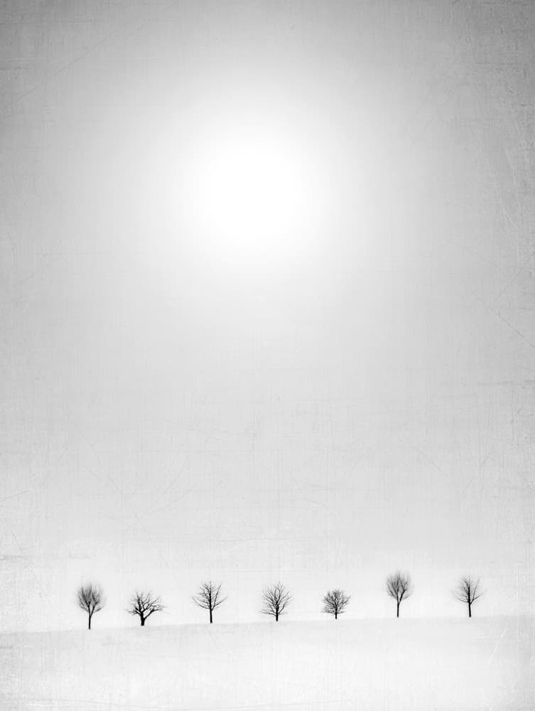 Bare Trees White Snow by Jeffrey Hummel — canvas wall art