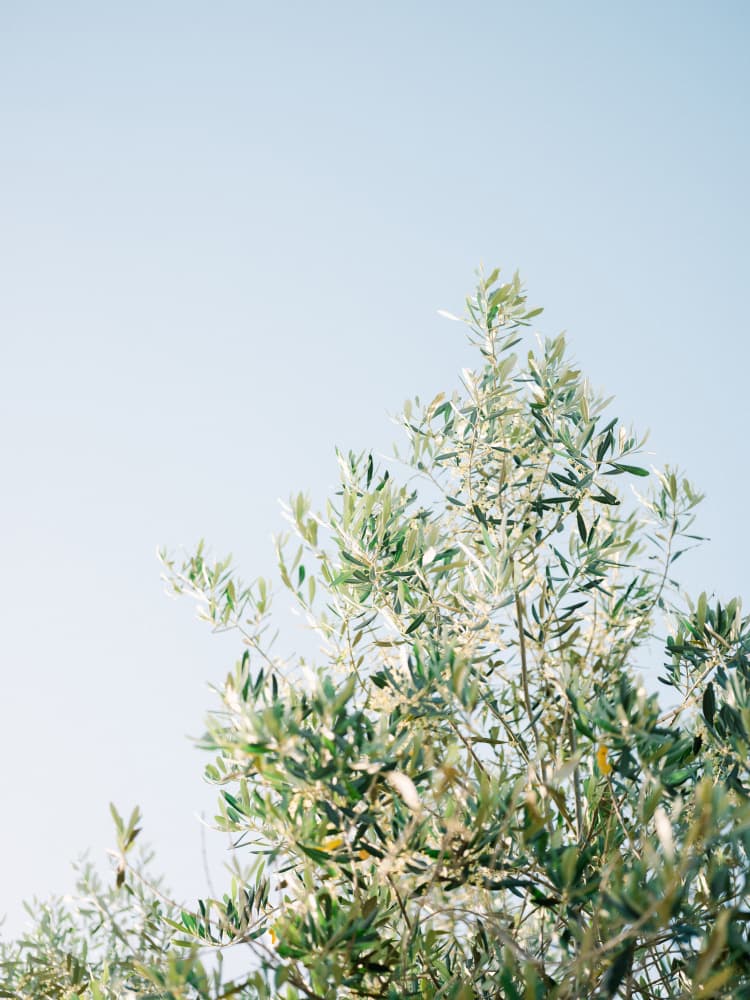 Olives In Ostuni | Italy Travel Photography by Raisa Zwart — canvas wall art