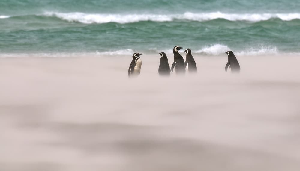 Wild Beach Penguins by Sergey Kokinskiy — canvas wall art