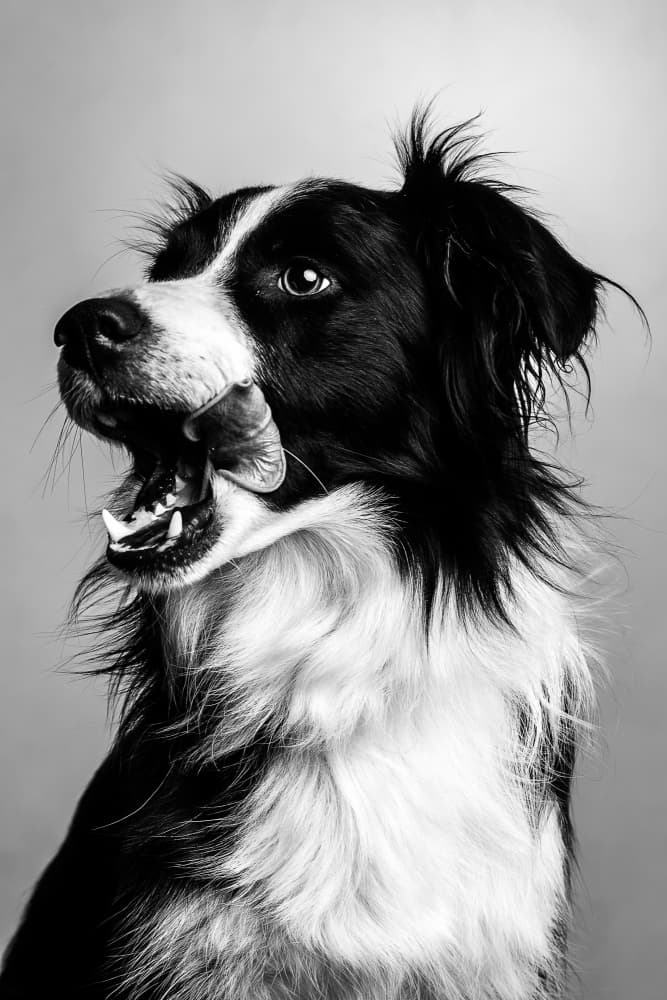 Expressive Border Collie Portrait by Ruth Franke — canvas wall art