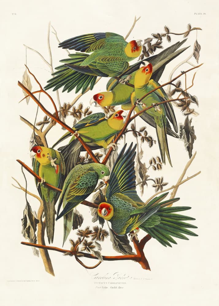 Carolina Parrot From Birds of America (1827) by John James Audubon — canvas wall art