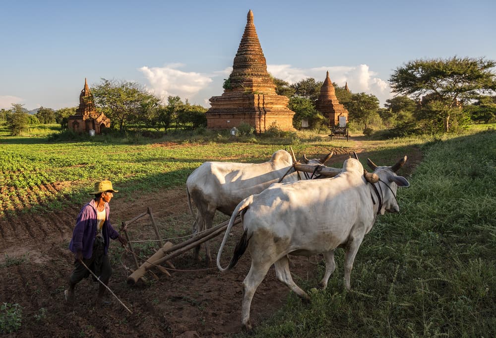 Plowing Past Ancient Pagodas by Karsten Wrobel — canvas wall art