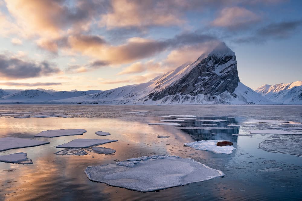 Walrus on Arctic Ice by Susanne Landolt — canvas wall art