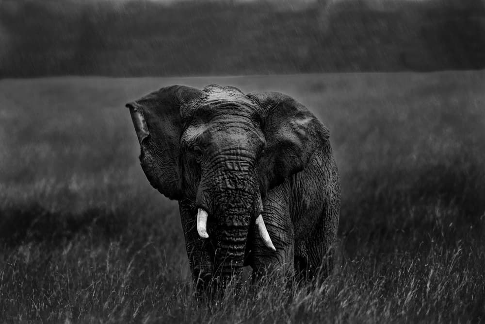 Powerful African Elephant by Massimo Mei — canvas wall art