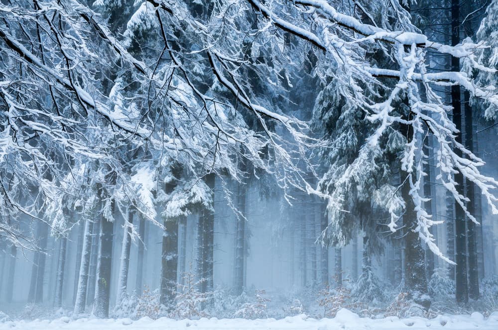 Misty Winter Forest by Anton van Dongen — canvas wall art