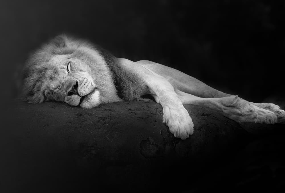 Serene Sleeping Lion by Ling  Lu — canvas wall art