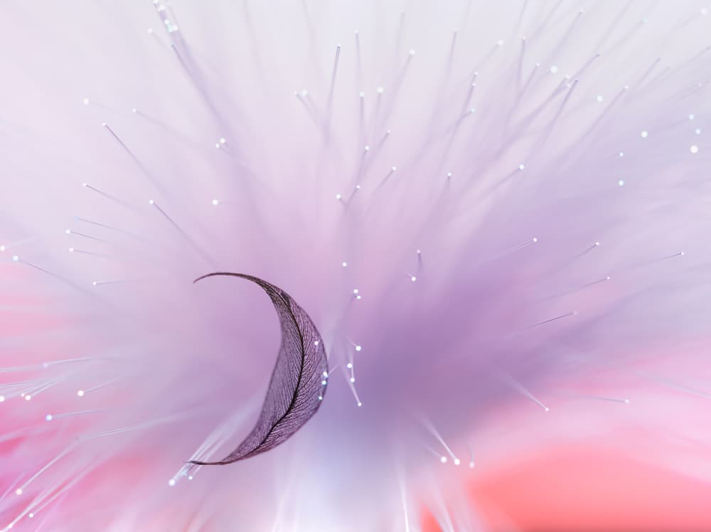 Ethereal Crescent Leaf by Konstantin Selezenev — canvas wall art