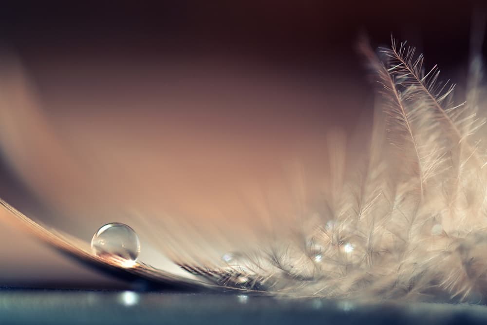 Delicate Feather Drop by Dmitry Doronin — canvas wall art
