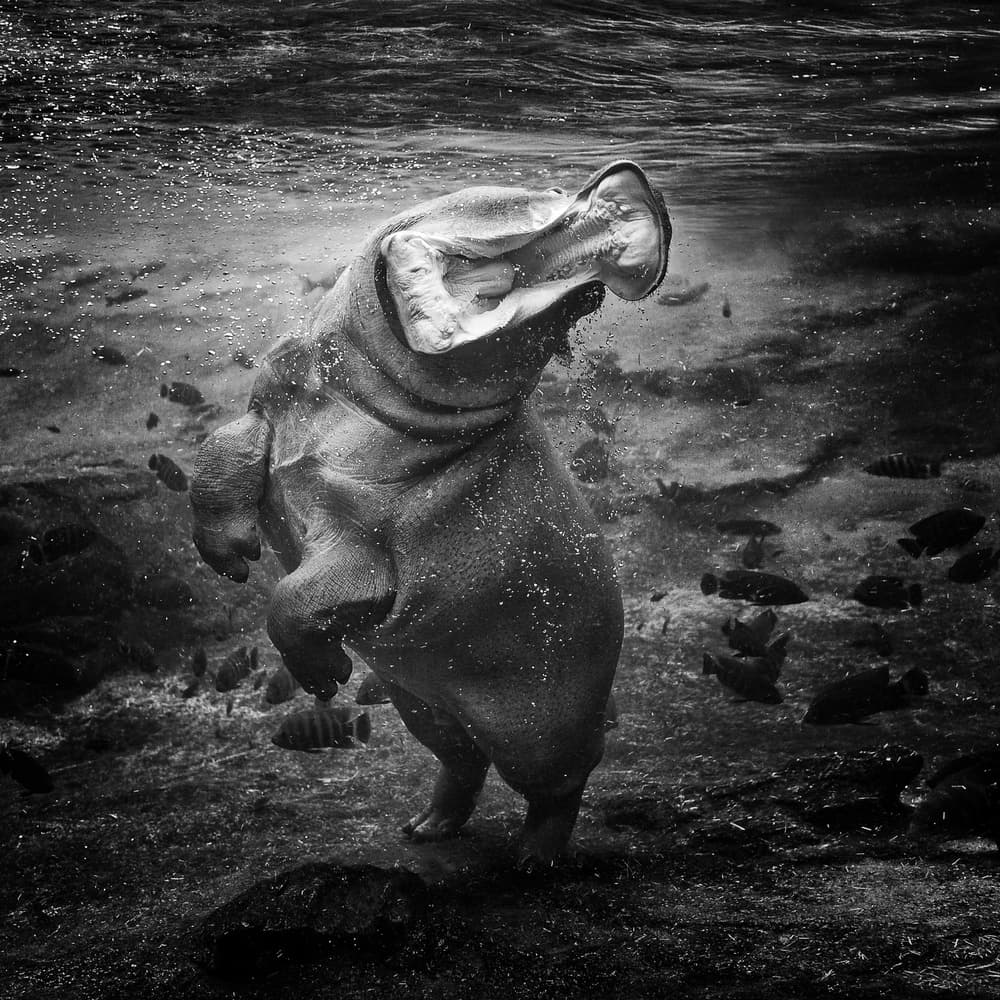 Powerful Underwater Hippo by Juan Luis Duran — canvas wall art