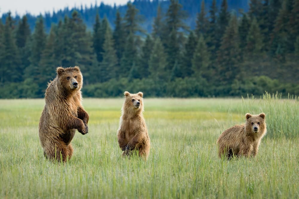 Grizzly Bear Family by Renee Doyle — canvas wall art