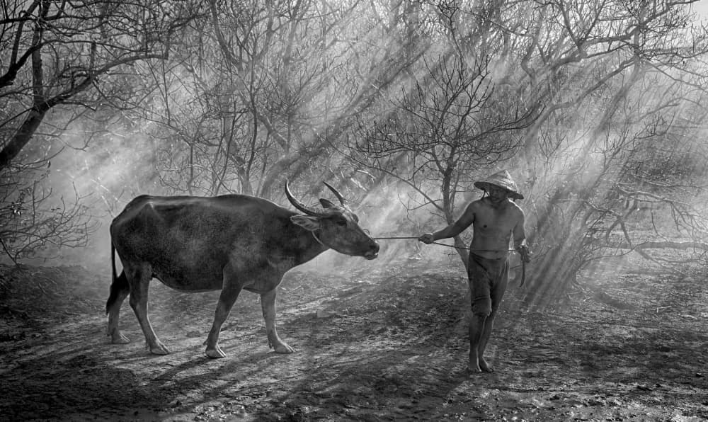 Buffalo Herder by Angela Muliani Hartojo — canvas wall art