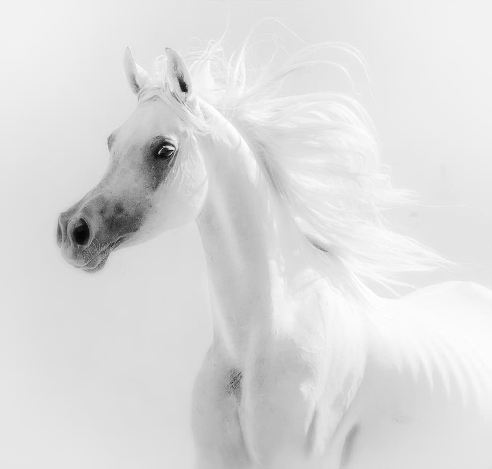 Ethereal White Horse by Alaa El Deeb — canvas wall art