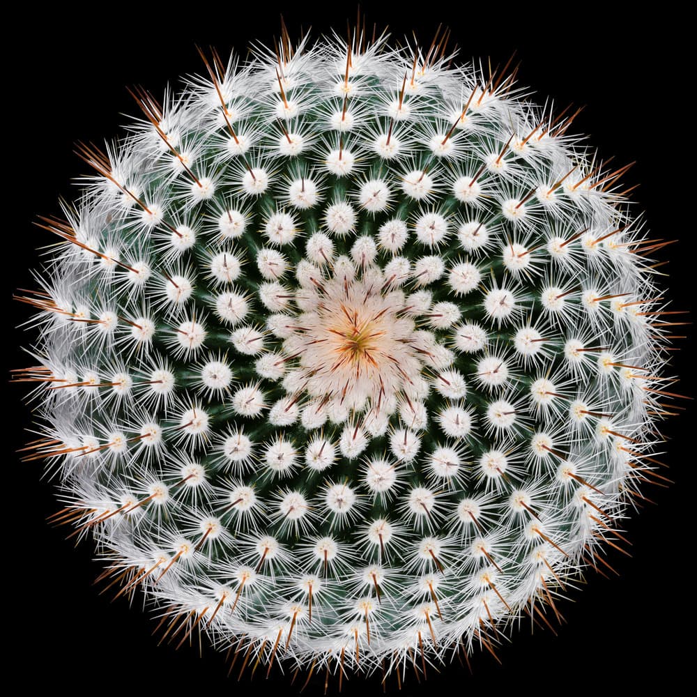 Cactus Spines Geometry by Victor Mozqueda — canvas wall art