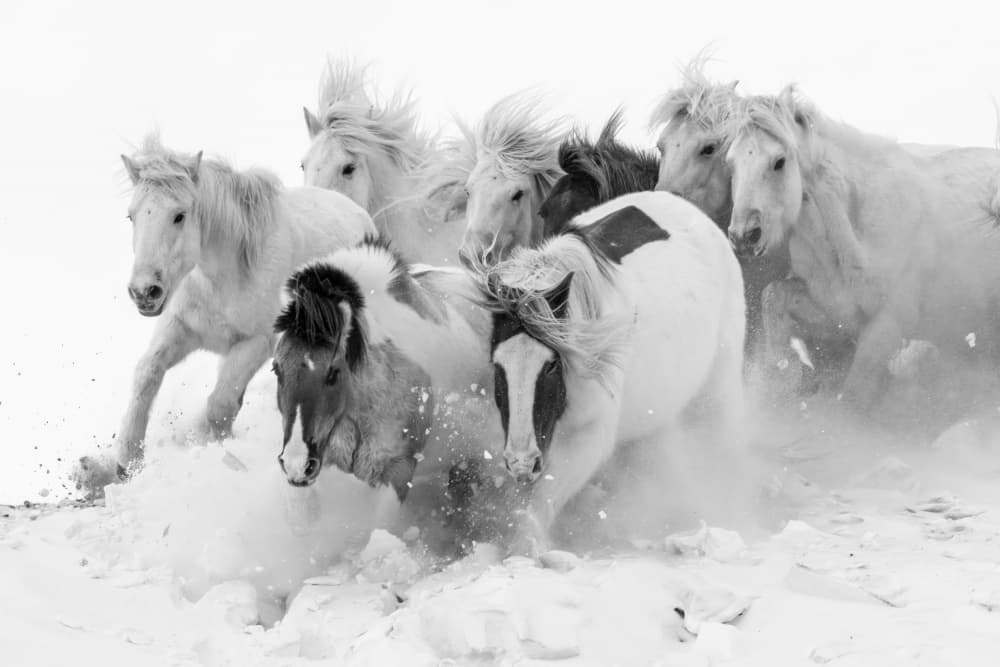 Wild Horses In Snow by Songlin Xu — canvas wall art