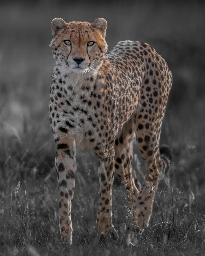 Alert Cheetah Gaze by Ahmed Elsheshtawy — canvas wall art