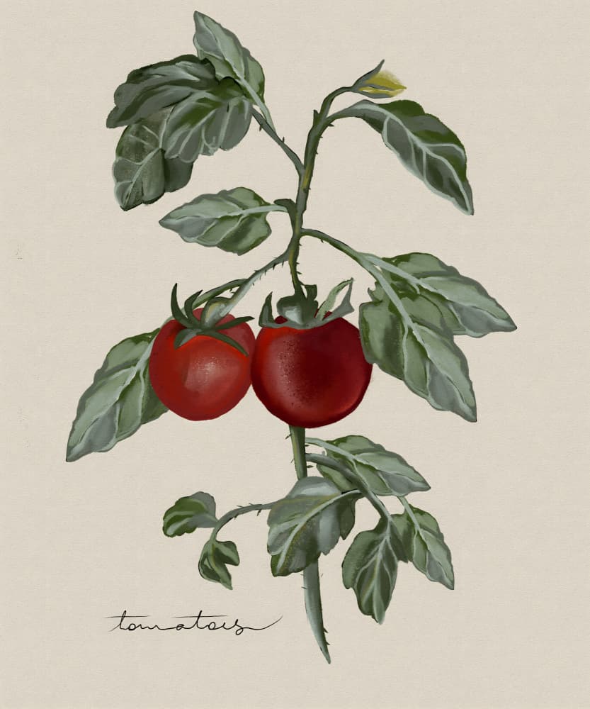 Ripe Tomatoes On Vine by Josie George — canvas wall art