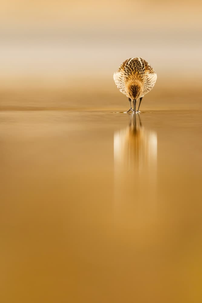 Golden Shorebird Reflection by Mario Suárez — canvas wall art